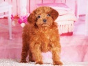 トイプードル4