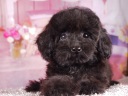 トイプードル6