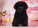トイプードル6
