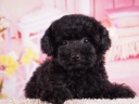トイプードル7