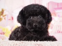 トイプードル9