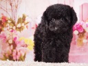 トイプードル10