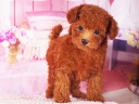 トイプードル2