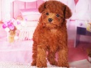 トイプードル3