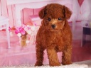 トイプードル5