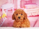 トイプードル11