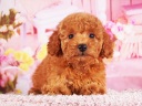 トイプードル13