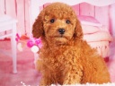 トイプードル14