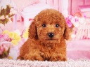 トイプードル15