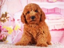 トイプードル8