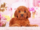 トイプードル5