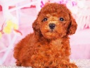 トイプードル17
