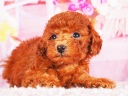 トイプードル19