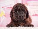 トイプードル6