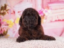 トイプードル8