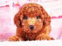 トイプードル12