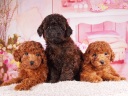 トイプードル1