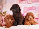 トイプードル5
