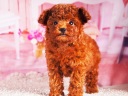 トイプードル2