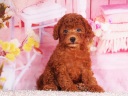 トイプードル6