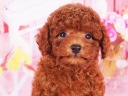 トイプードル3