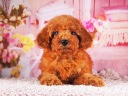 トイプードル5