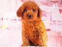 トイプードル6