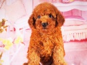 トイプードル8