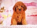 トイプードル10