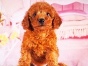 トイプードル16