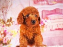 トイプードル18