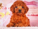 トイプードル11