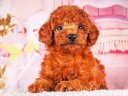 トイプードル14