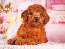 トイプードル15
