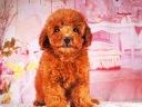 トイプードル1
