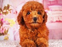 トイプードル5