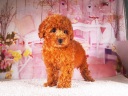 トイプードル8
