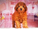 トイプードル11
