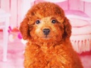 トイプードル12