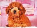 トイプードル14