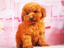 トイプードル13
