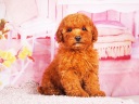トイプードル6