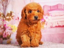トイプードル4