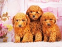 トイプードル20