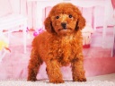 トイプードル11