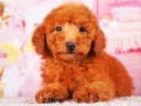 トイプードル14