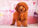 トイプードル15