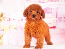 トイプードル2