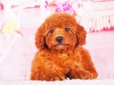 トイプードル5