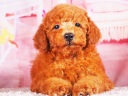 トイプードル7
